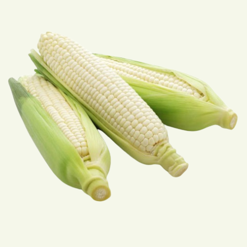 white maize